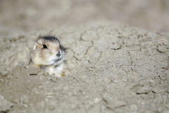 Groupon Grassroots Launches International Environmental Campaign with WWF